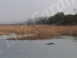 Marsh
