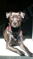 Dog Portrait