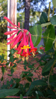 flower, coral honeysuckle
