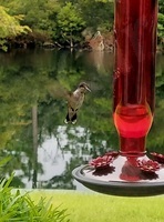 hummingbird