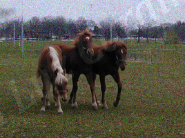 Horses