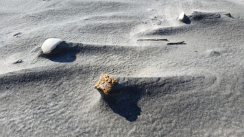 sand shells