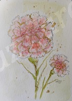 flower, carnation